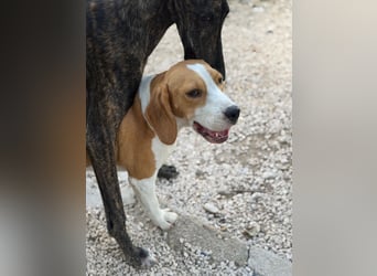 Mango - ein kleines Beaglemädchen, das endlich Liebe statt Leid erfahren möchte