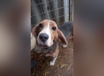 Alfi -PP, hübscher Kerl sucht Rasseliebhaber