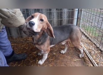 Alfi -PP, hübscher Kerl sucht Rasseliebhaber