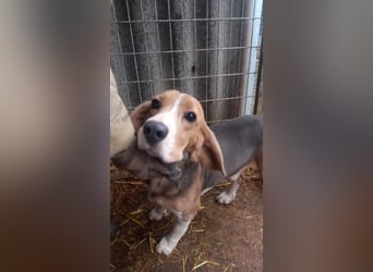 Alfi -PP, hübscher Kerl sucht Rasseliebhaber