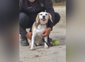 Trasto - Beagle Senior sucht lebensfrohe Familie