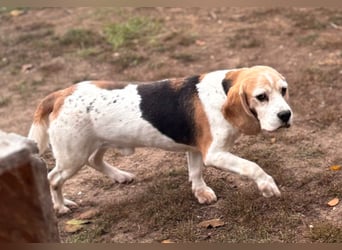 Zeusz, hübscher Beagle Rüde geb. 11/2020