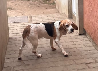 Zeusz, hübscher Beagle Rüde geb. 11/2020