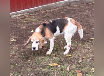 Zeusz, hübscher Beagle Rüde geb. 11/2020