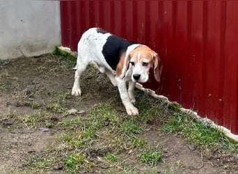 Zeusz, hübscher Beagle Rüde geb. 11/2020