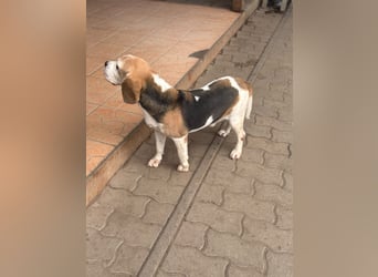 Zeusz, hübscher Beagle Rüde geb. 11/2020
