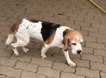 Zeusz, hübscher Beagle Rüde geb. 11/2020
