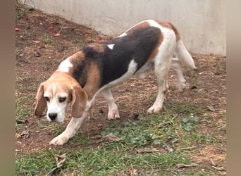 Zeusz, hübscher Beagle Rüde geb. 11/2020