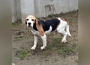 Zeusz, hübscher Beagle Rüde geb. 11/2020