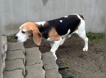 Zeusz, hübscher Beagle Rüde geb. 11/2020