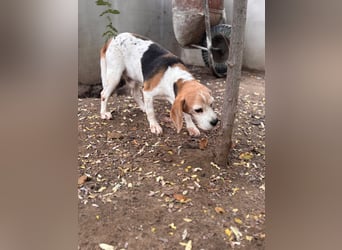 Zeusz, hübscher Beagle Rüde geb. 11/2020