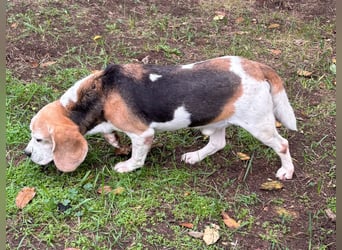 Zeusz, hübscher Beagle Rüde geb. 11/2020