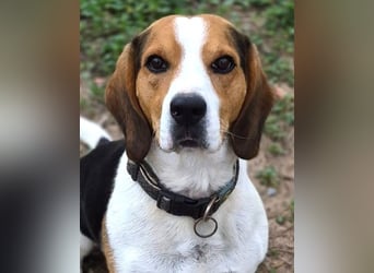 Rocky – ein echter Kerl mit Lernbedarf