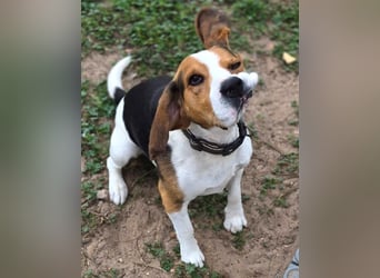 Rocky – ein echter Kerl mit Lernbedarf