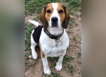 Rocky – ein echter Kerl mit Lernbedarf