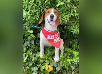 SNOOPY - wunderschöner Beagle sucht seine Menschen