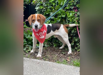 SNOOPY - wunderschöner Beagle sucht seine Menschen