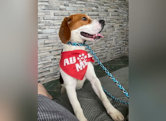 SNOOPY - wunderschöner Beagle sucht seine Menschen