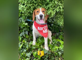 SNOOPY - wunderschöner Beagle sucht seine Menschen