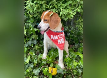 SNOOPY - wunderschöner Beagle sucht seine Menschen