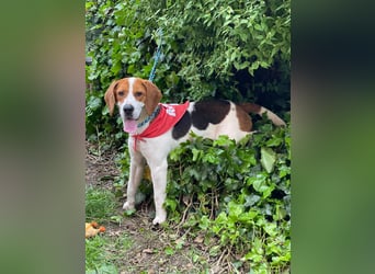 SNOOPY - wunderschöner Beagle sucht seine Menschen
