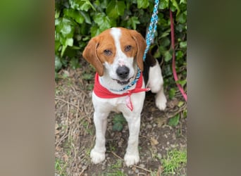 SNOOPY - wunderschöner Beagle sucht seine Menschen