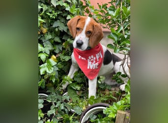 SNOOPY - wunderschöner Beagle sucht seine Menschen