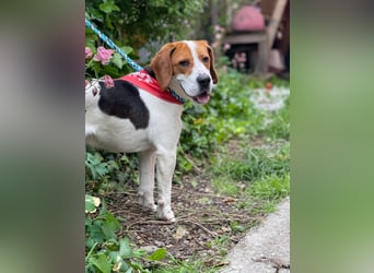 SNOOPY - wunderschöner Beagle sucht seine Menschen