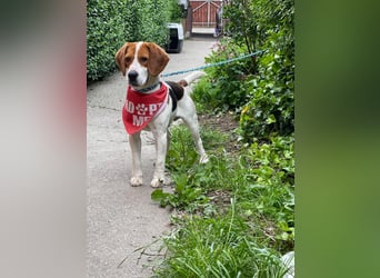 SNOOPY - wunderschöner Beagle sucht seine Menschen
