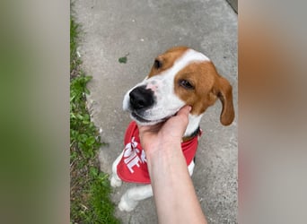 SNOOPY - wunderschöner Beagle sucht seine Menschen