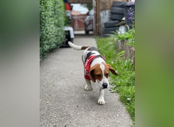 SNOOPY - wunderschöner Beagle sucht seine Menschen