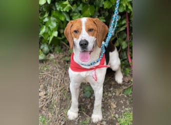 SNOOPY - wunderschöner Beagle sucht seine Menschen