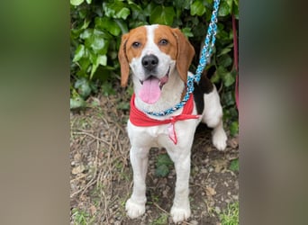 SNOOPY - wunderschöner Beagle sucht seine Menschen