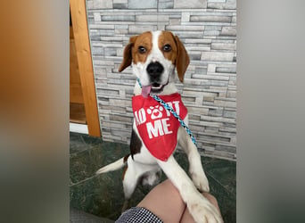 SNOOPY - wunderschöner Beagle sucht seine Menschen