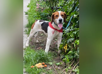 SNOOPY - wunderschöner Beagle sucht seine Menschen