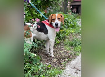 SNOOPY - wunderschöner Beagle sucht seine Menschen