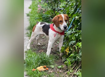 SNOOPY - wunderschöner Beagle sucht seine Menschen