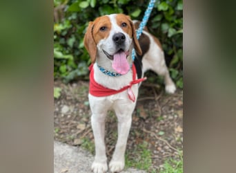 SNOOPY - wunderschöner Beagle sucht seine Menschen