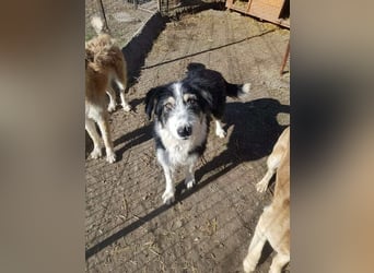 HARLEEN ♥ - Gerettet aus Horror Tötung Slatina, Ostern'22