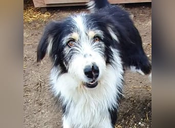 HARLEEN ♥ - Gerettet aus Horror Tötung Slatina, Ostern'22