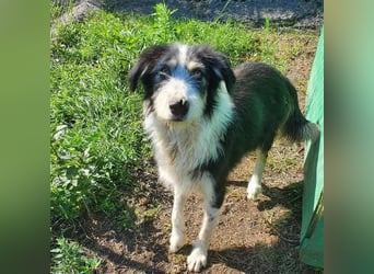 HARLEEN ♥ - Gerettet aus Horror Tötung Slatina, Ostern'22