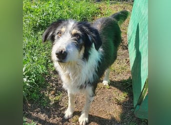 HARLEEN ♥ - Gerettet aus Horror Tötung Slatina, Ostern'22