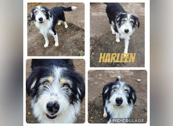 HARLEEN ♥ - Gerettet aus Horror Tötung Slatina, Ostern'22