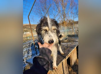 HARLEEN ♥ - Gerettet aus Horror Tötung Slatina, Ostern'22