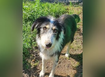 HARLEEN ♥ - Gerettet aus Horror Tötung Slatina, Ostern'22