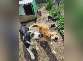 HARLEEN gerettet aus Horror Tötung von Slatina,  Ostern'22