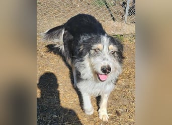 HARLEEN ♥ - Gerettet aus Horror Tötung Slatina, Ostern'22