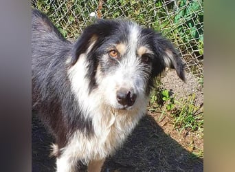 HARLEEN ♥ - Gerettet aus Horror Tötung Slatina, Ostern'22