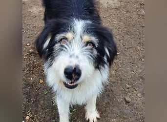 HARLEEN ♥ - Gerettet aus Horror Tötung Slatina, Ostern'22