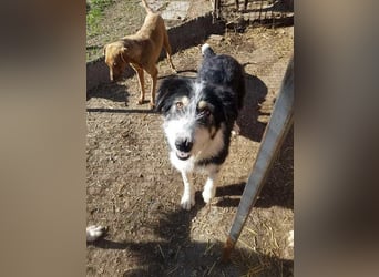 HARLEEN gerettet aus Horror Tötung von Slatina,  Ostern'22